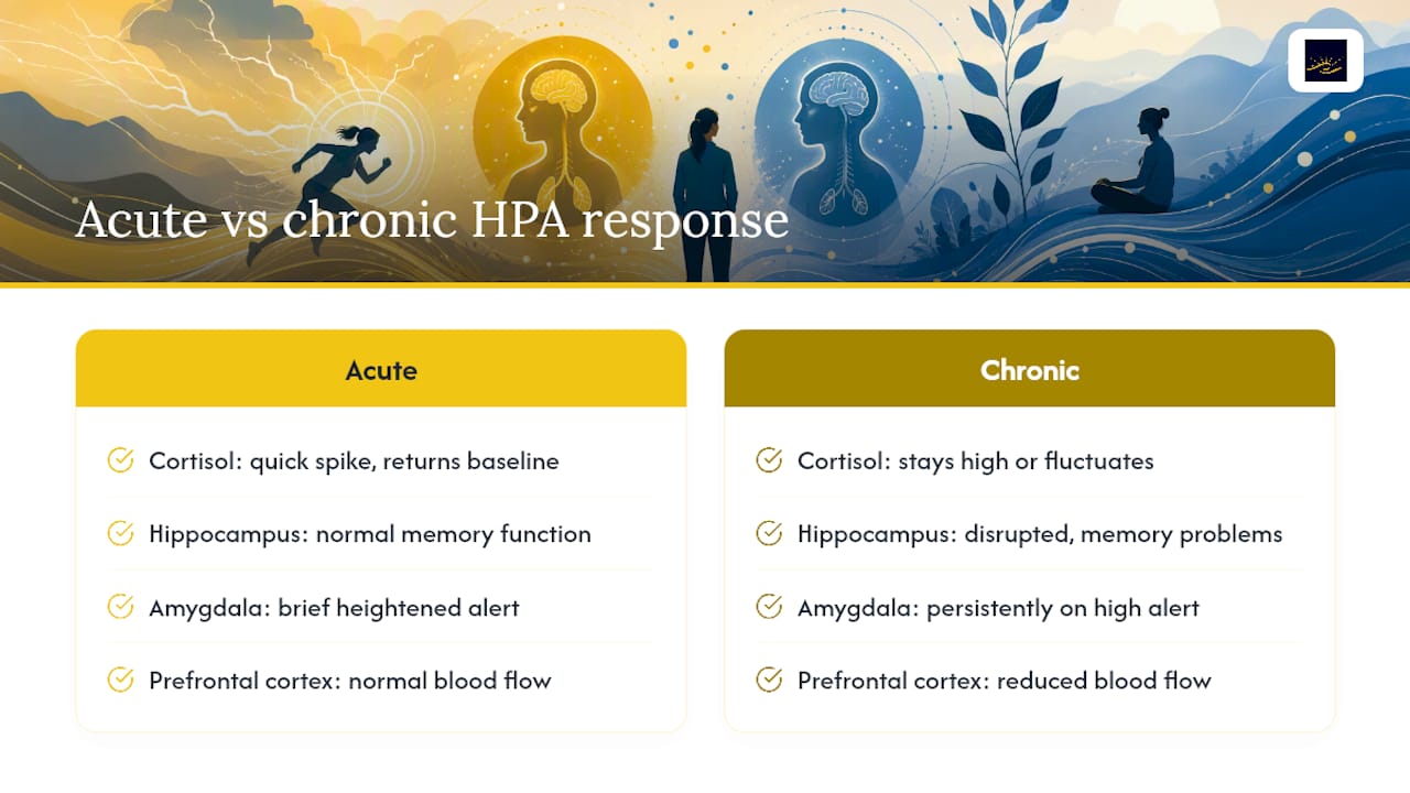 HPA axis effects of chronic stress
